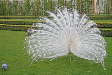 White peacock in Prague garden