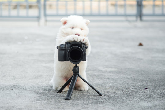 siberian husky puppy taking a photo