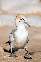 portrait of a singel cape gannet