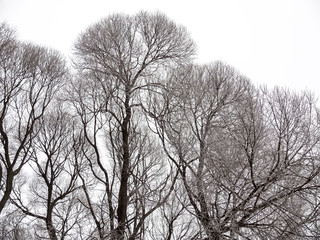 Деревья зимой