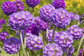 Flowers Primula denticulate