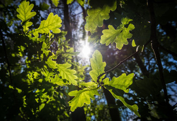 sun seen throug oak tree leaves