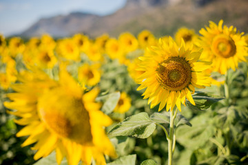 Fototapeta premium Sunflowers in the fields with blue sky and mountain
