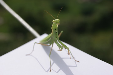 SONY DSC