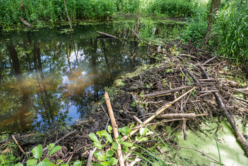 Beavers dam on a brook on Mazovia region, Poland