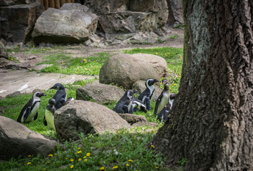 Spheniscus demersus African Penguin also called Jackass Penguin