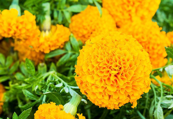 Group of Marigold Flower