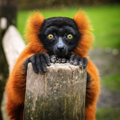 Portrait of an adult red ruffed lemur in dutch zoo, The Netherlands