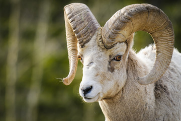 Rocky Mountain Bighorn Sheep (Ovis canadensis)