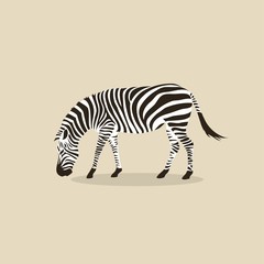 Obraz na płótnie Canvas Zebra 