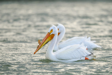 American White Pelican (Pelecanus erythrorhynchos)