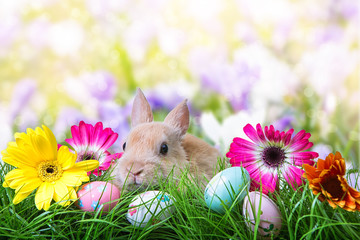 sweet easter rabbit