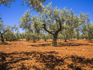 Olivenbäume, bei Campobello Di Mazara, Provinz Trapani, Sizilien, Italien © David Brown