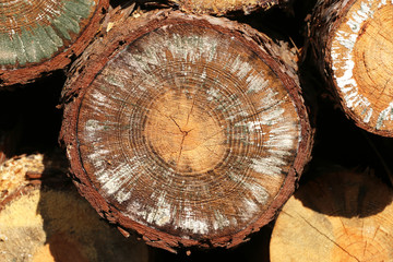 Freshly cut pine tree logs in forest outdoors