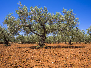 Olivenbäume, bei Campobello Di Mazara, Provinz Trapani, Sizilien, Italien © David Brown