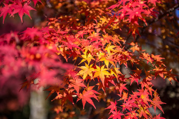yellow and red maple leaf in autumn season