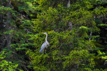 Great Blue Heron (Ardea herodias)