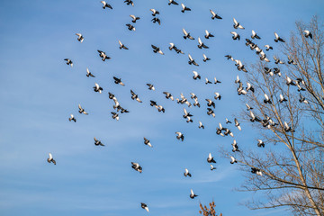 a flock of pigeons on a background of blue sky