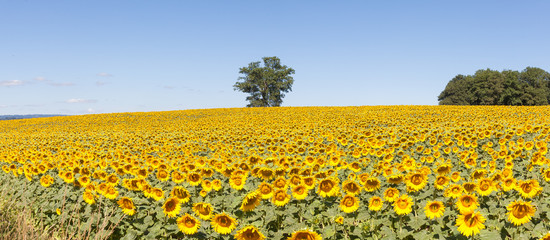 Stitched sunflower panorama, Creuse, France, with a field of bright yellow sunflowers under a sunny blue sky 