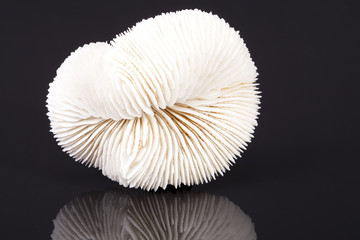  seashell of fungia coral isolated on black background