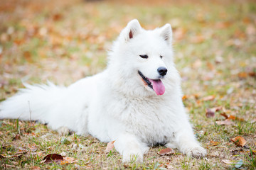 Young samoyed dog in autumn park