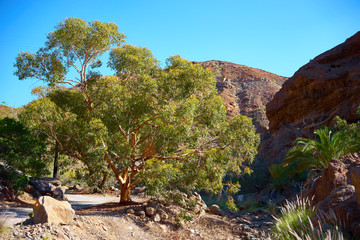 Fototapeta na wymiar Canyon in South of Gran Canaria / Dry and desert-like Canyon with sparse vegetation on canary island