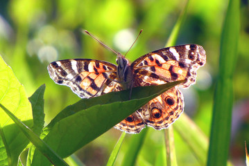 Obraz premium Butterfly
