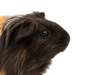 guinea pig