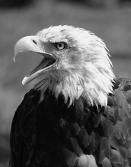 Águila calva gritando
