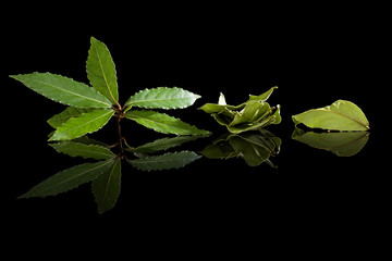 Bay leaves isolated on black background.