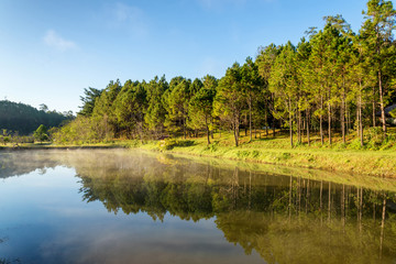 beautiful morning view reflection of pine forest in lake and fog
