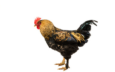 A hen chicken