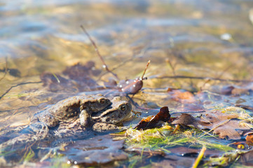 Common toads mating