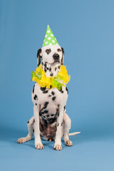 Dalmatian dog as birthday animal on blue background - obrazy, fototapety, plakaty