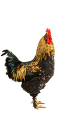 A hen chicken