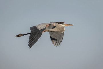 Great Blue Heron in Flight