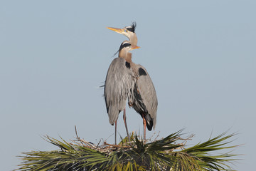 Pair of Great Blue Herons Perched on Their Nest