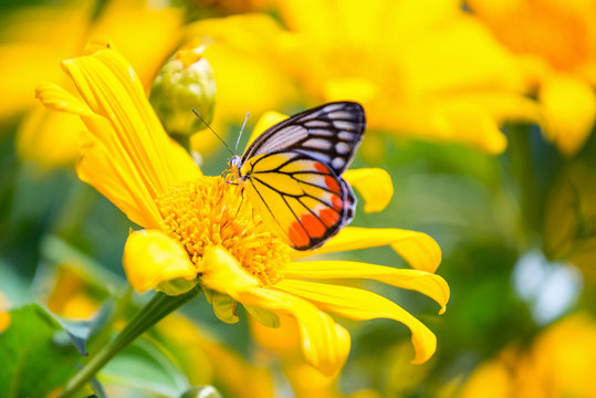 Monarch butterfly in sunflower flower. Macro closeup