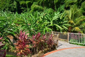 Martinique, banana museum of Sainte Marie in West Indies