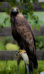 Águila real