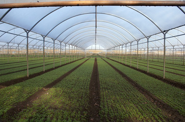 Greenhouses for agriculture