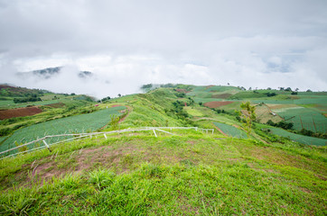 mountain and forest landscape
