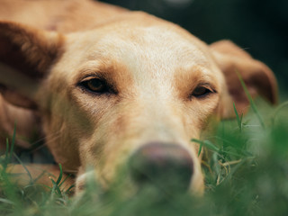 Hund schläfrig