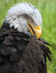 Águila calva acicalandose