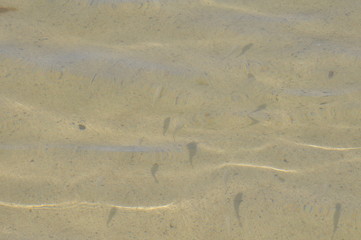 Fische in einer Lagune nahe Orzola