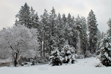 Deciduous and Evergreen Trees Covered in Snow