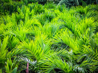 plant nursery