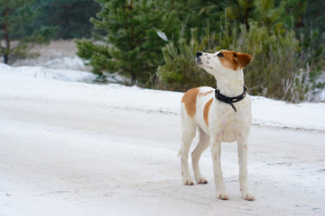Winter portrait of Istrian Shorthaired Hound dog