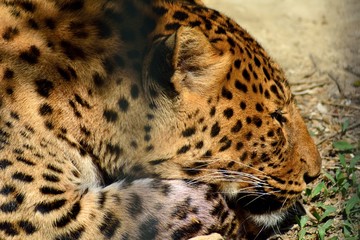 Leopard (Panthera pardus) in captivity lying on ground in cage. A captive big cat with a beautiful coat behind bars

