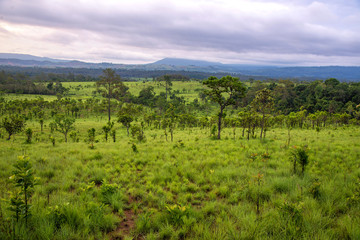 Fototapeta na wymiar tropical rainforest
